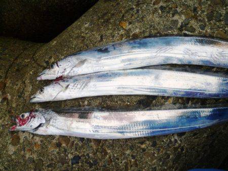 タチウオが飛んだ日