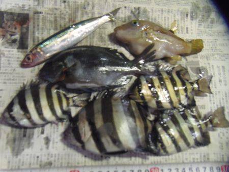 アイゴ33センチ