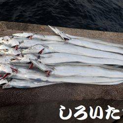 チヌ、タチウオ、ツバス長時間の釣り。