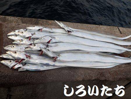 チヌ、タチウオ、ツバス長時間の釣り。