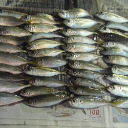 真鯛２４センチ