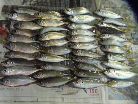 真鯛２４センチ