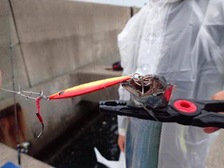 本日もたまや渡船で沖堤防♪