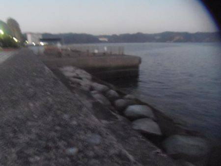 サンバソウとコッパグレばかり