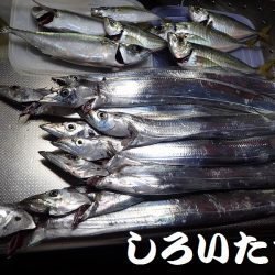 良型アジとタチウオ＋ハマチ