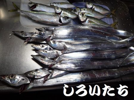 良型アジとタチウオ＋ハマチ