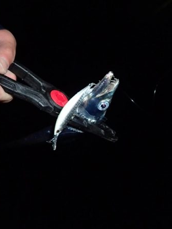 雨の太刀魚後サバゲーム