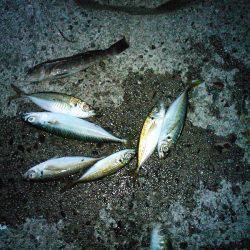 ウキ釣りでアオリイカゲット！