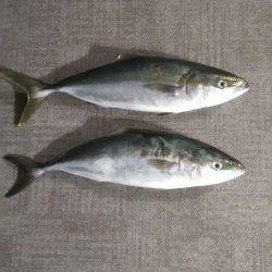 近所湾奥でハマチ