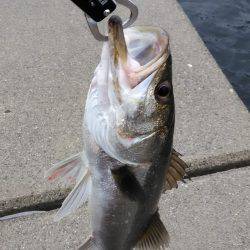 来ましたシーバス タチウオは数が出る