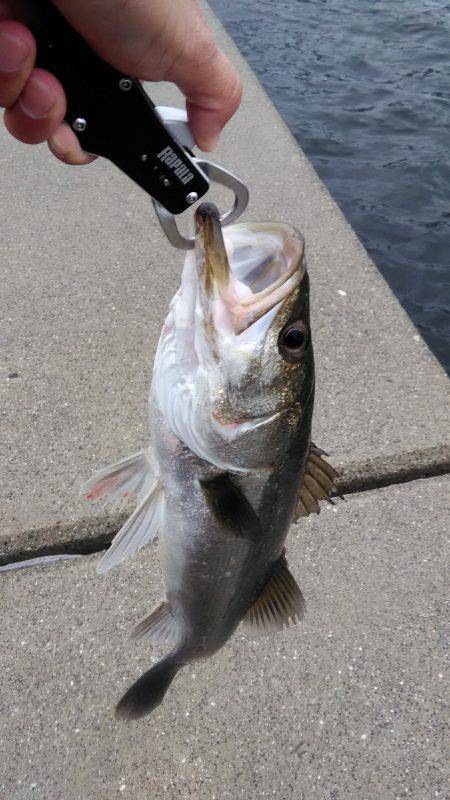 来ましたシーバス タチウオは数が出る