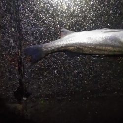 マイワシ　シーバス