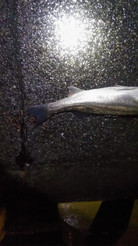 マイワシ　シーバス