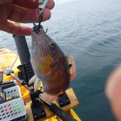 2日連続ティップラン