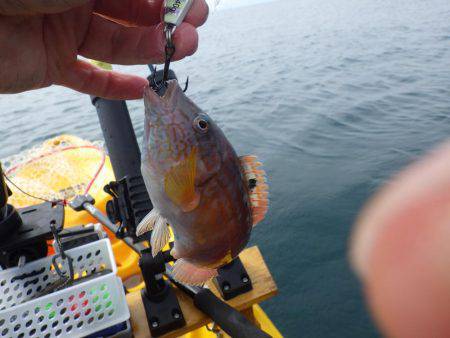 2日連続ティップラン