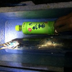 石津、太刀魚好調