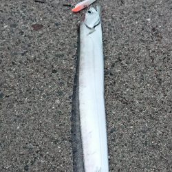 釣り部 釣行記 3