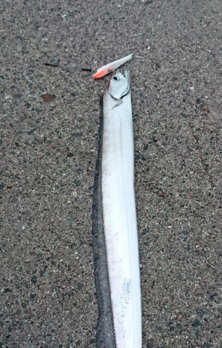 釣り部 釣行記 3