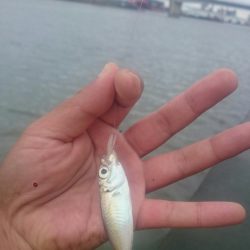 デイのアジングゲーム