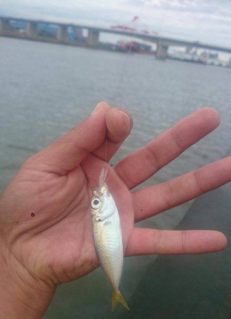 デイのアジングゲーム