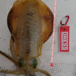 雨の中のボートエギング