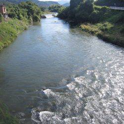 狩野川(狩野川漁業協同組合) 釣果