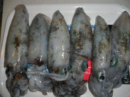 気温高めです。