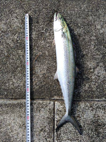 ２週間ぶりのタチウオ