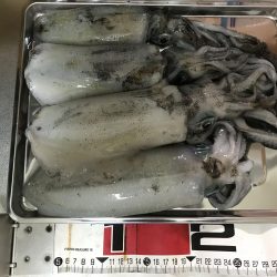 雨のなかでエギング