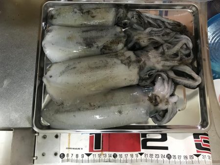 雨のなかでエギング