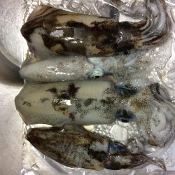 リフレッシュ釣行