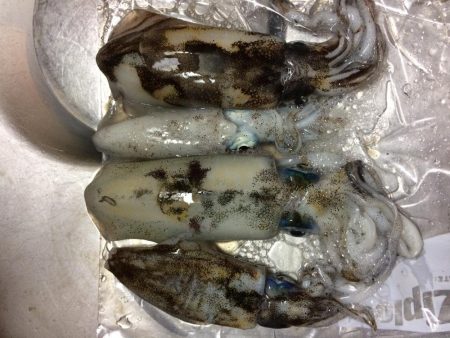 リフレッシュ釣行