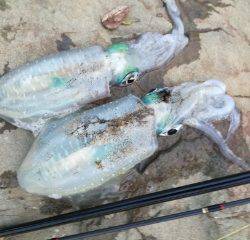 午後からエギング