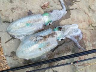 午後からエギング