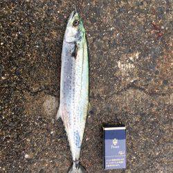 スマートタチウオ