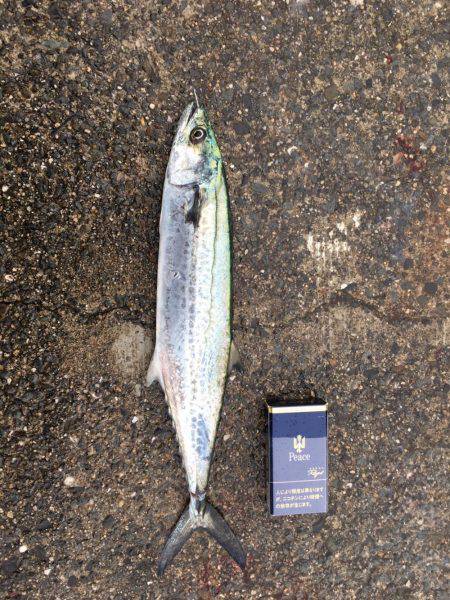 スマートタチウオ