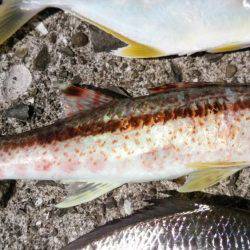 あの魚が大型で