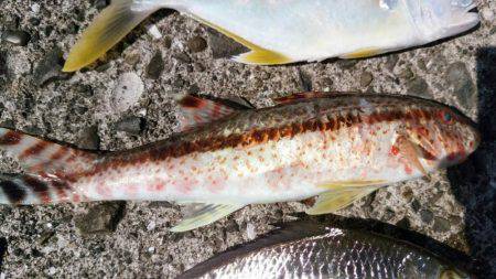 あの魚が大型で