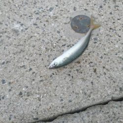 雨上がりの朝は？