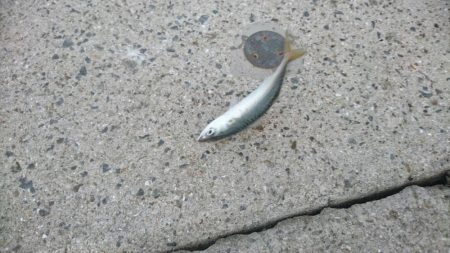 雨上がりの朝は？