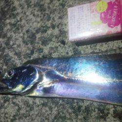 石津浜　４日連荘絶好調