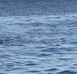 久々のタチウオ浮き釣りするもアジングに