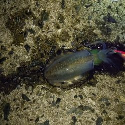 ナイタエギング渋い！