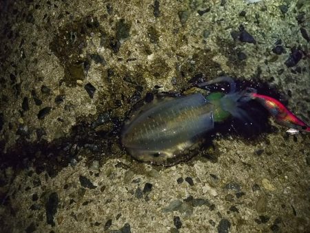 ナイタエギング渋い！