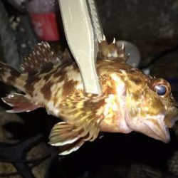 癒やしの豆アジング