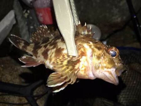 癒やしの豆アジング