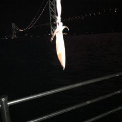 ふたたびデカイカ求めて！