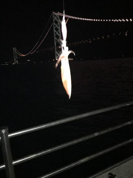 ふたたびデカイカ求めて！