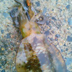 走る～　走る～♪