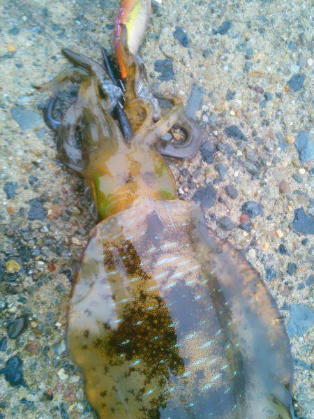 走る～　走る～♪